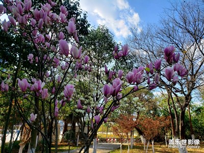 看到花兒