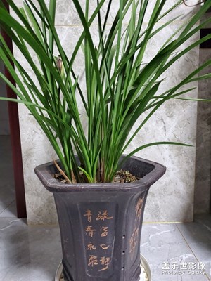 我的生活+蘭花