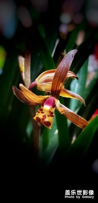 【我的生活】+春已到,花已開