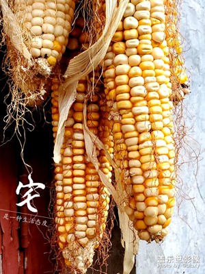 生活中有很多美景，記得去發(fā)現(xiàn)哦!（三星S10)