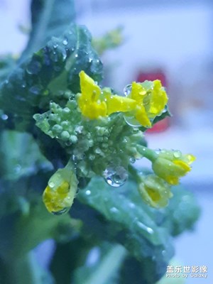 白菜花