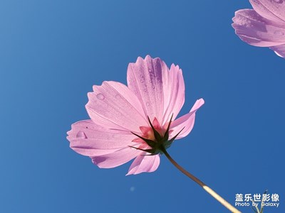 夏花