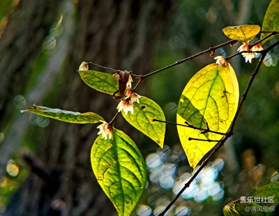 【身邊的景色】+透過臘梅的光