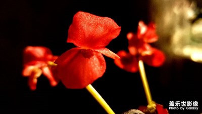 【身邊的景色】+夢中的海棠