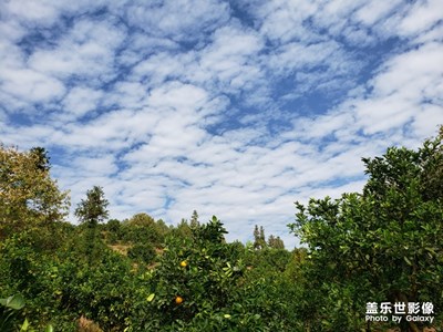 湛藍(lán)的天空下，黃金果樹綠樹成蔭