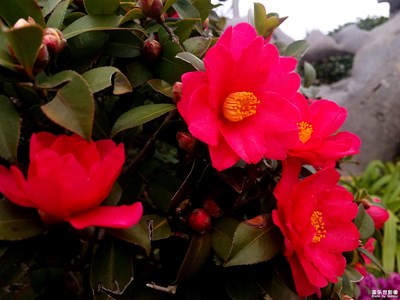 【身邊的景色】+風(fēng)雨前盛開的花兒