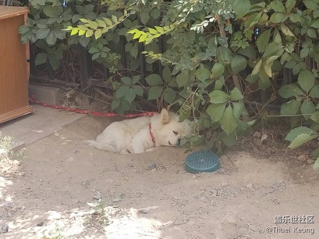 已開獎【寵物活動第十五期】寵物奇葩睡姿大集合