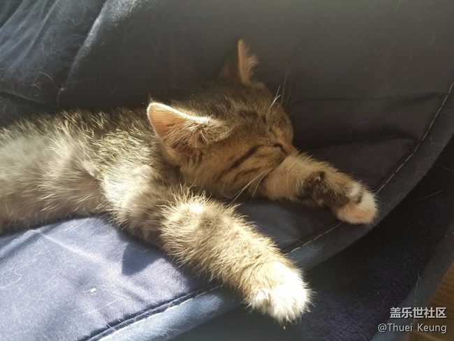 已開獎【寵物活動第十五期】寵物奇葩睡姿大集合