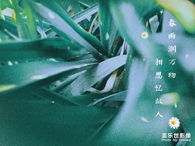 冬麥