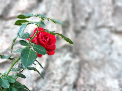 【給最想見的你】+一起去旅游