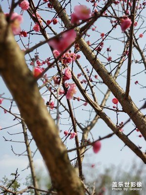 春天來(lái)了，疫情趕快結(jié)束