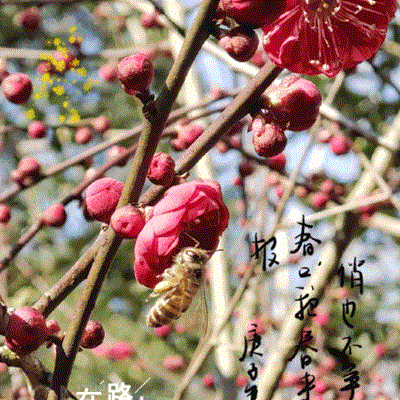 紅梅盛開(kāi)