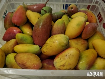 芒果豐收季