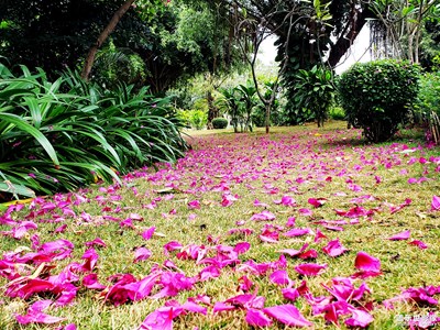 一花一葉總關(guān)情