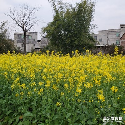 枯樹逢春