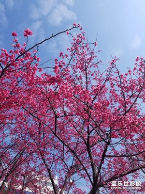 櫻花開(kāi)了