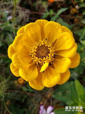 路邊小花