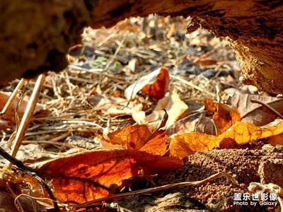一悲一喜一枉然，一草一木一紅顏。