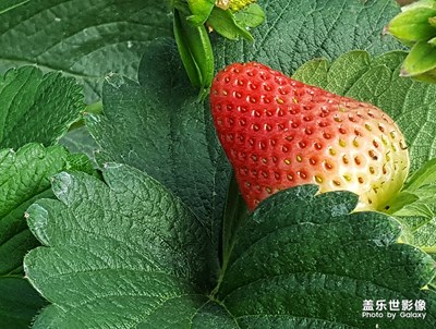 草莓熟了