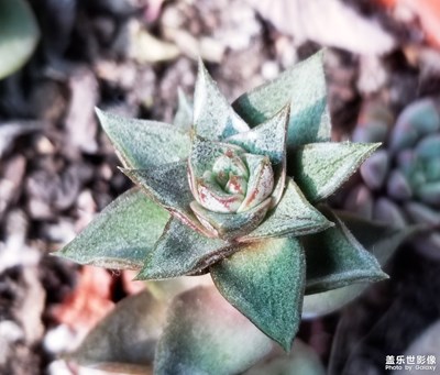 已開(kāi)獎(jiǎng)【蓋樂(lè)世影像周賽第131期】——居家生活