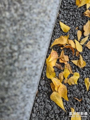 秋葉換春裝
