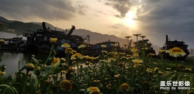 家的花和沙灘