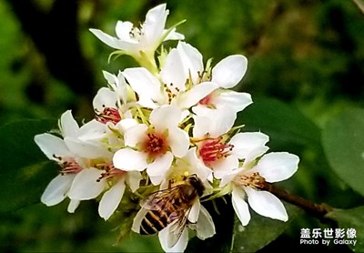 春花引蜂來