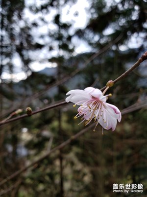 櫻桃花開