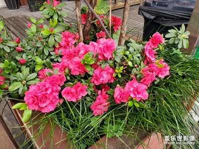 隨手拍的
