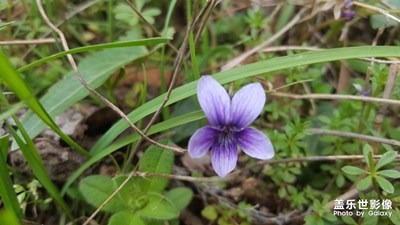 路邊的野花