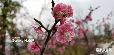 那些花兒