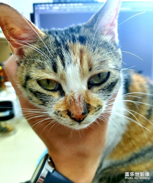 【每周星鮮事】第21期：快來分享一波宅家食譜吧！