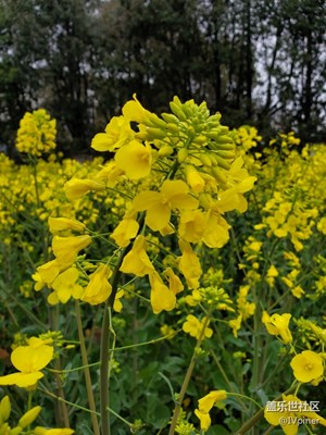 春已到，花已開
