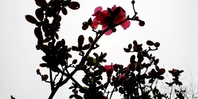 又是一年好風光，春日依舊，事事皆歡