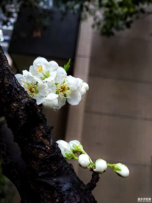 【居家生活】+釋放心情之百花鬧春（1）帶露李花為冷艷