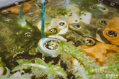 我家爆缸的魚兒