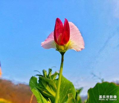 隨手拍