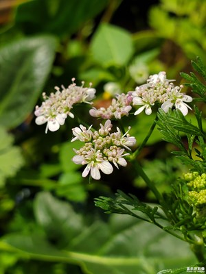 【居家生活】+養(yǎng)花種菜