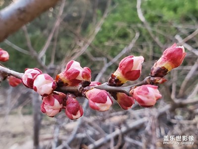 杏花????