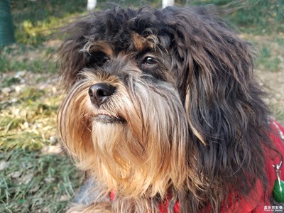 【居家生活】+初七遛狗