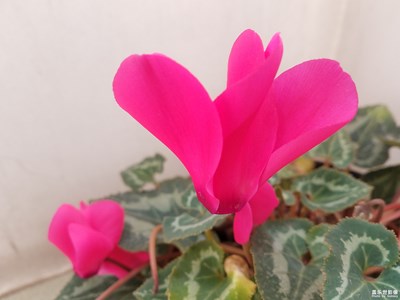 【居家生活】+被摧殘的花朵