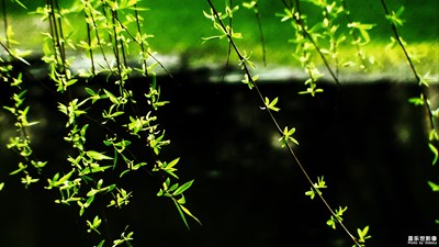 釋放心情之百花鬧春（2）春風扶柳百花開