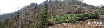 花開漫山
