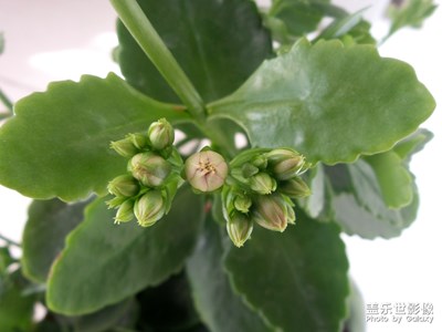 【居家生活】 曬曬我養(yǎng)的長壽花