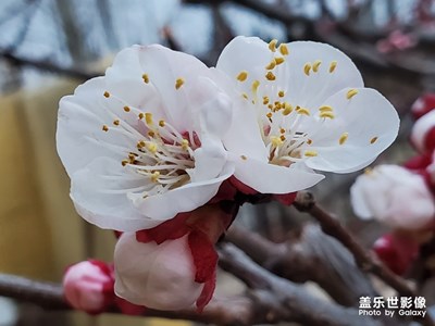 杏花