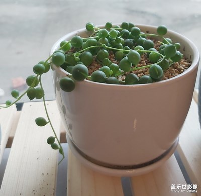 綠