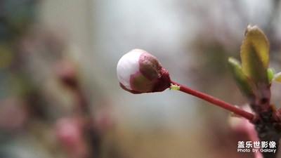 櫻花
