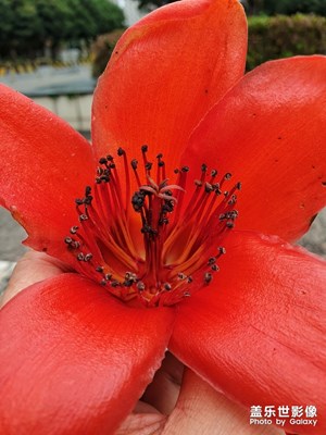 木棉花開