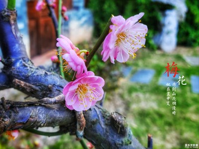 三月，花開每個角落