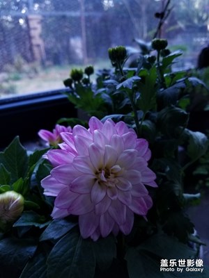 新寵|我愛花花草草